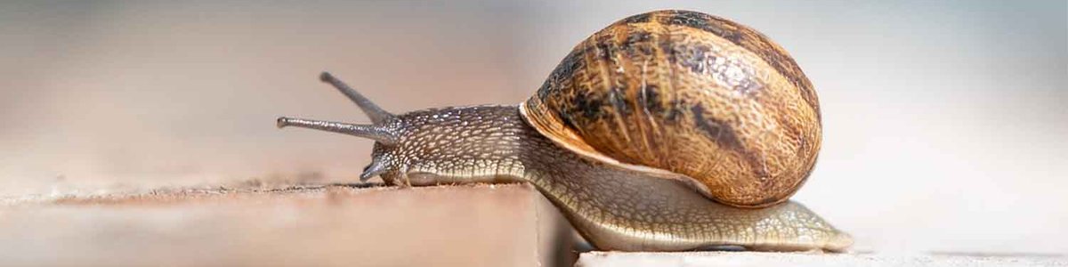 Photo of a snail|||