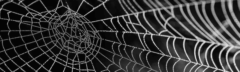Photo of a spiders web