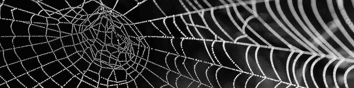 Photo of a spiders web