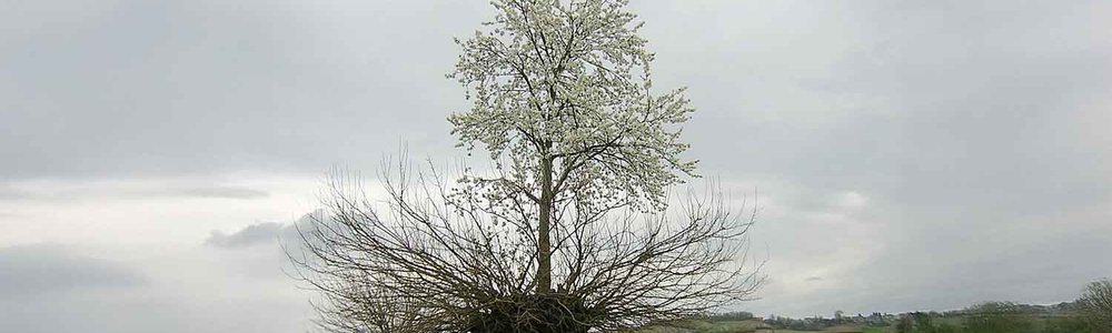 A photo of a tree growing out of another tree|||