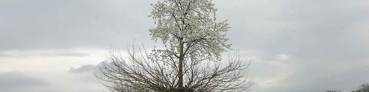 A photo of a tree growing out of another tree|||