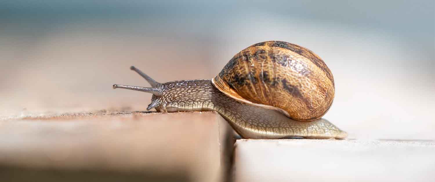 Photo of a snail